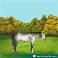 Horse Color:Gray Bay 