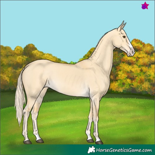 Horse Color:Palomino Dun Splash 