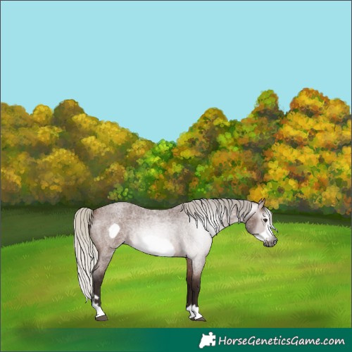 Horse Color:Gray Silver Bay Roan Frame 