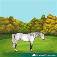 Horse Color:Gray Silver Bay Roan Frame