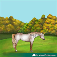 Horse Color:Gray Chestnut