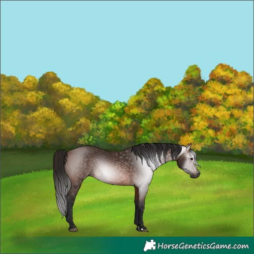 Horse Color:Gray Bay 