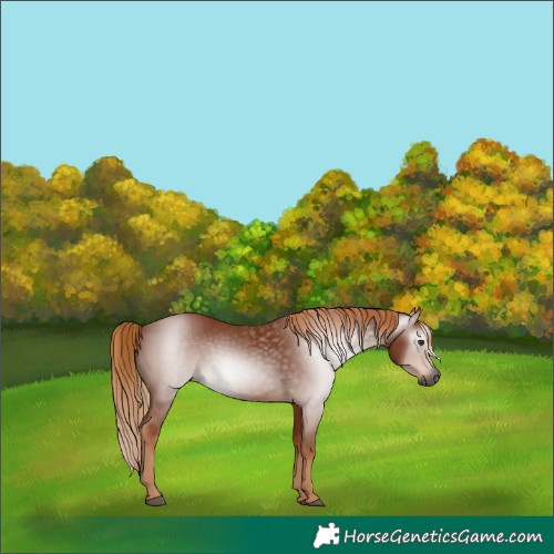 Horse Color:Gray Chestnut 