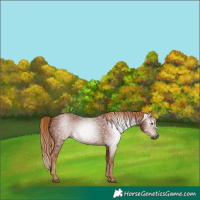 Horse Color:Gray Chestnut 