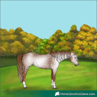 Horse Color:Gray Chestnut