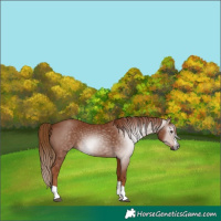 Horse Color:Gray Chestnut 
