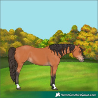 Horse Color:Bay 