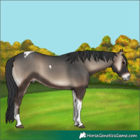 Horse Color:Blue Onyx Tobiano 