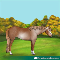 Horse Color:Gray Chestnut 