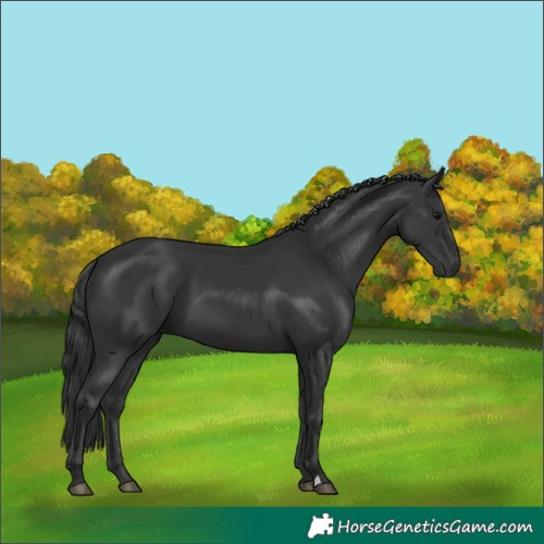 Horse Color:Black 
