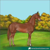 Horse Color:Chestnut 