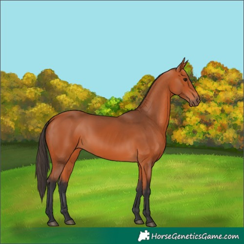Horse Color:Bay 