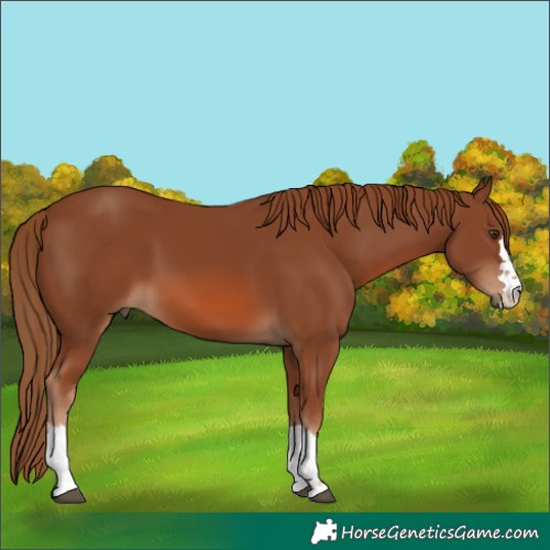 Horse Color:Chestnut 