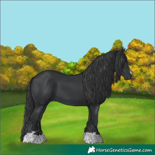 Horse Color:Black 