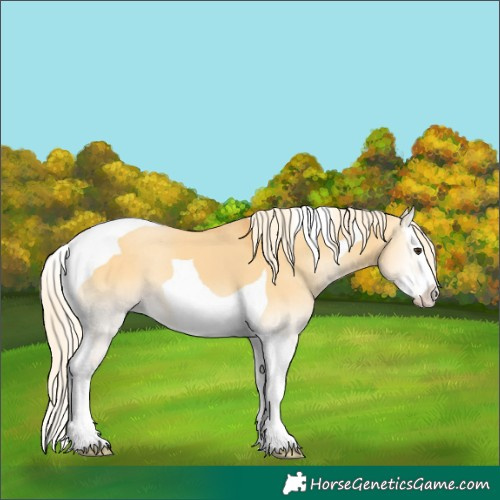 Horse Color:Palomino Onyx Splash Tobiano 