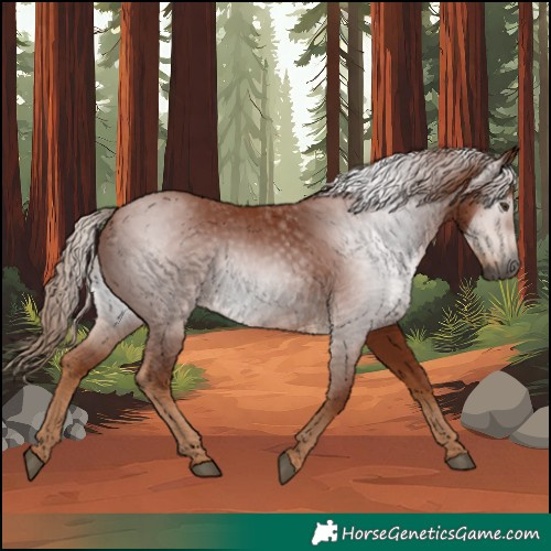 Horse Color:Gray Chestnut 