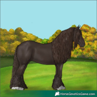 Horse Color:Liver Chestnut 