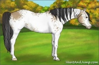 Horse Color:White Spotted Buckskin Dun 