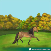 Horse Color:Buckskin 