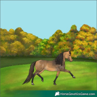 Horse Color:Buckskin 