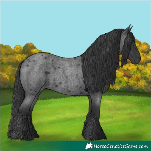 Horse Color:Blue Roan 