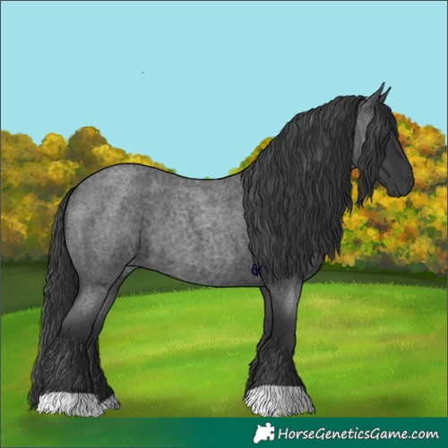 Horse Color:Blue Roan 