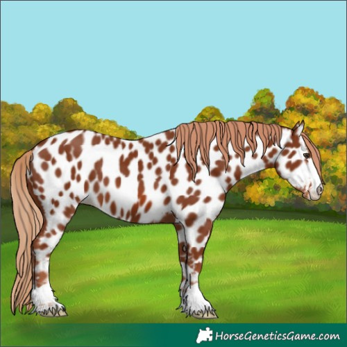 Horse Color:Chestnut Near Leopard