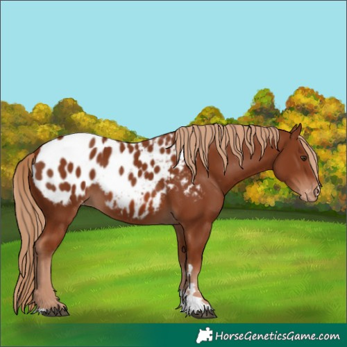 Horse Color:Chestnut Appaloosa