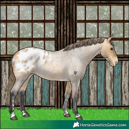 Horse Color:Buckskin Roan Appaloosa 