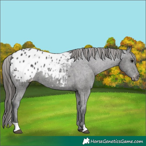 Horse Color:Black Appaloosa 