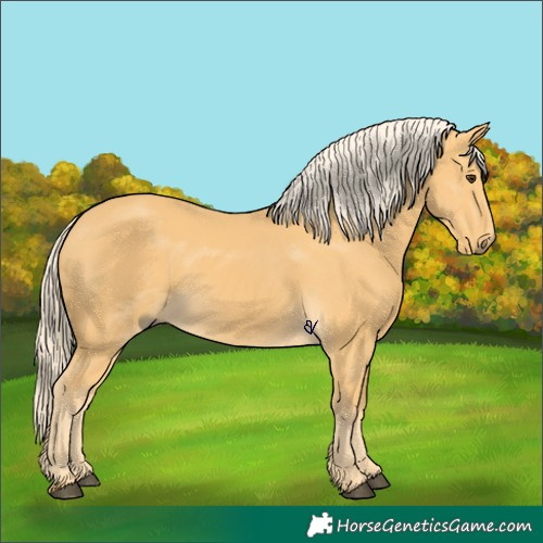 Horse Color:Palomino 