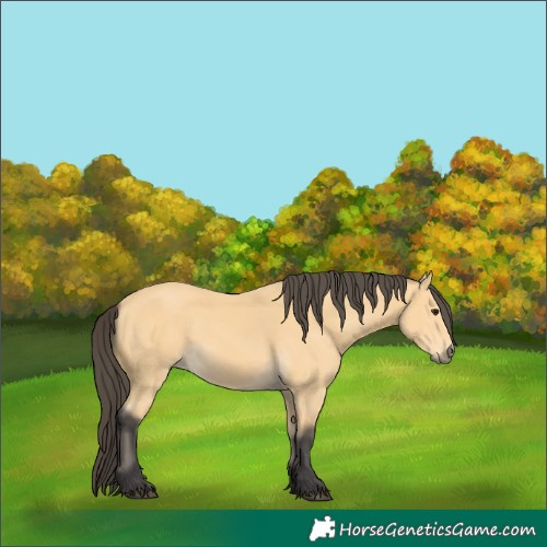 Horse Color:Buckskin 