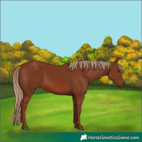 Horse Color:Chestnut 