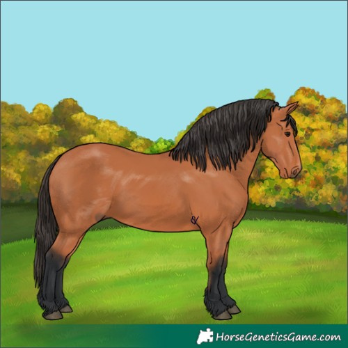 Horse Color:Bay 