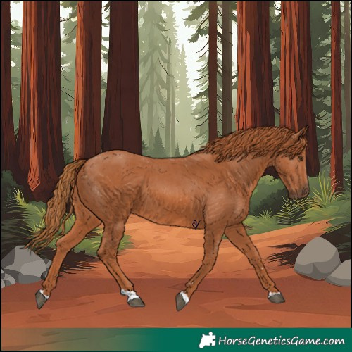 Horse Color:Chestnut 