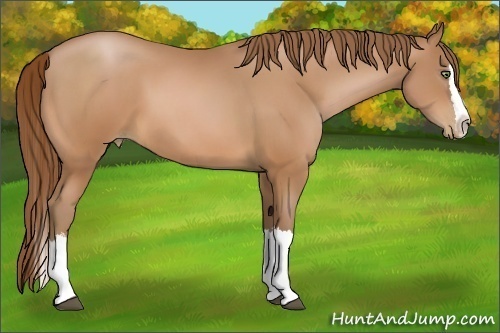 Horse Color:White Spotted Bay Pearl Splash 
