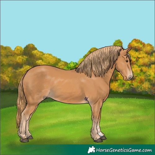 Horse Color:Chestnut 
