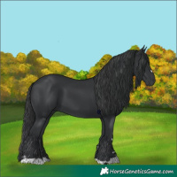 Horse Color:Black 