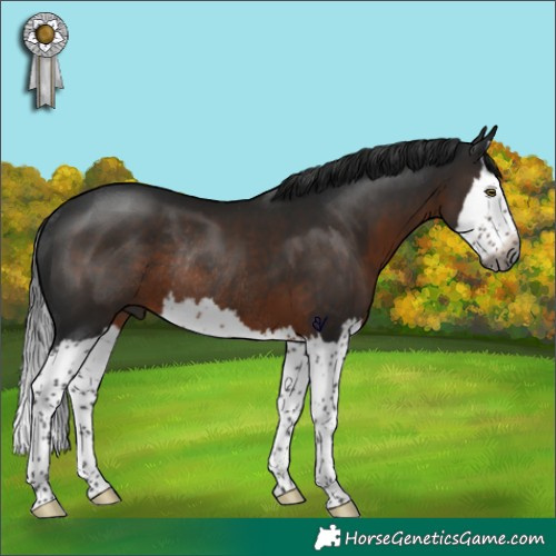 Horse Color:Gray Brown Splash Rabicano 
