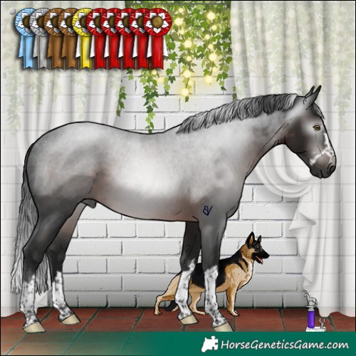 Horse Color:Gray Brown Rabicano 
