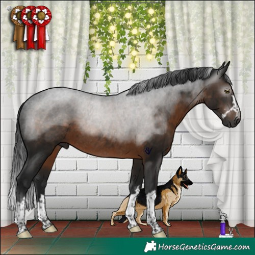 Horse Color:Gray Brown Rabicano 