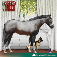 Horse Color:Gray Brown Rabicano 