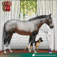 Horse Color:Gray Brown Rabicano 