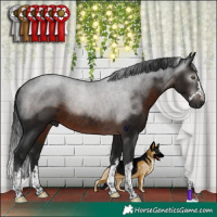 Horse Color:Gray Brown Rabicano 