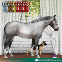 Horse Color:Gray Brown Rabicano 