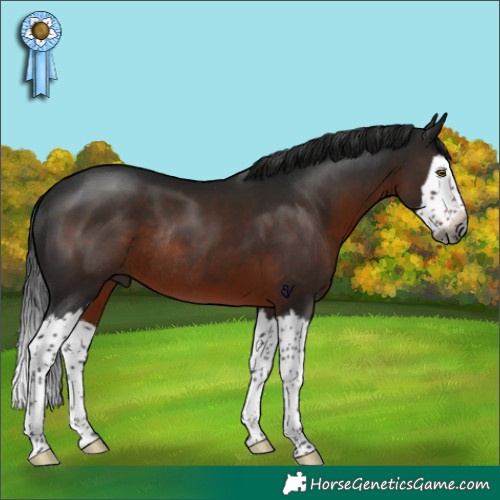 Horse Color:Gray Brown Splash Rabicano 