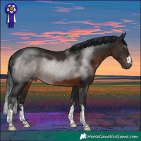 Horse Color:Gray Brown Rabicano 
