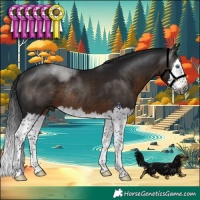Horse Color:Gray Brown Splash Rabicano