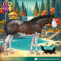 Horse Color:Gray Brown Splash Rabicano 