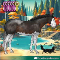 Horse Color:Gray Brown Splash Rabicano 